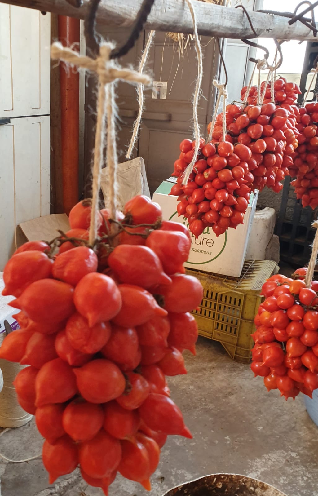 Il pomodorino del Piennolo del Vesuvio DOP