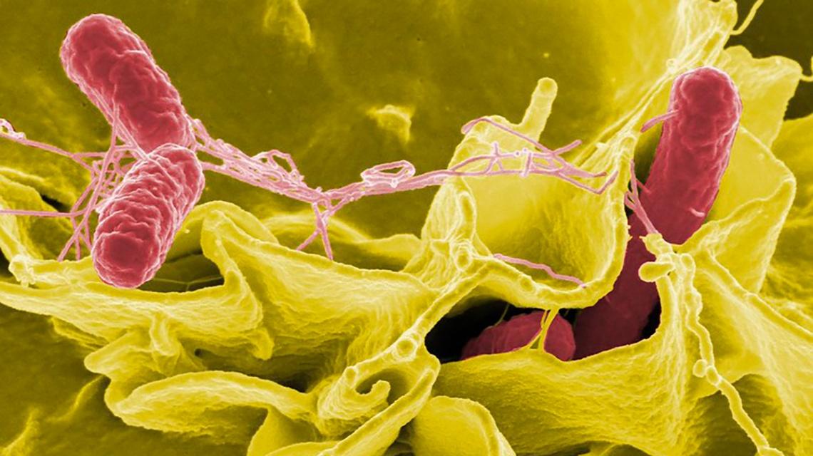 batterio salmonella